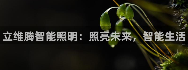 云顶国际旅行社